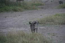 IMG 7788-Kenya, warthog (Kenia express) in Kimana Reserve
